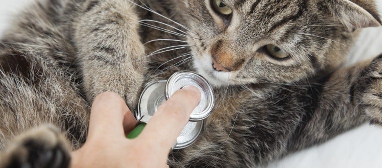 Can Indoor Pets Skip Certain Vaccines? Can Indoor Pets Skip Certain Vaccines?