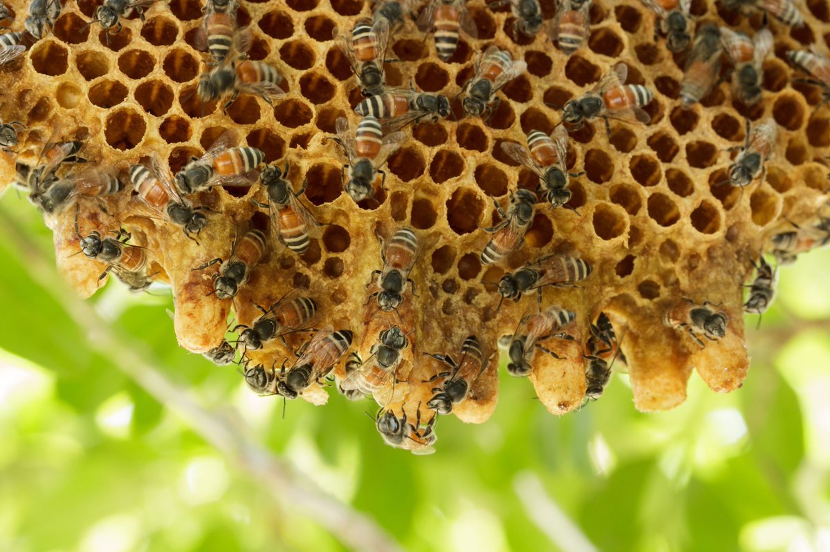 How to Design Low-Risk Outdoor Spaces for Bee Season How to Design Low-Risk Outdoor Spaces for Bee Season