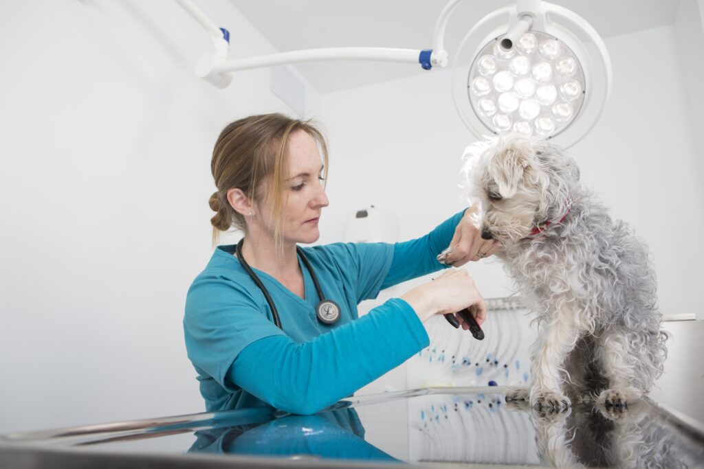 veterinarian-giving-a-checkup-to-a-fluffy-dog-in-a-2024-06-27-21-26-19-utc-min-1024×683 veterinarian-giving-a-checkup-to-a-fluffy-dog-in-a-2024-06-27-21-26-19-utc-min-1024x683